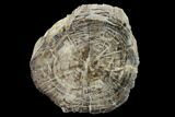 Polished Petrified Wood Log - Arizona #147926-1